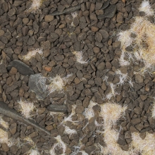 Barbarian Wastelands